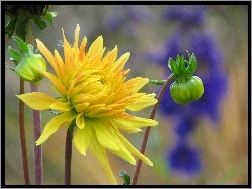 Kwiat, Żółta, Dalia